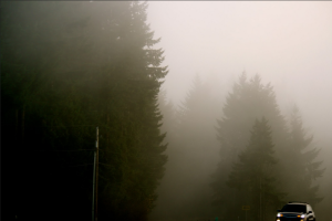 driving in fog